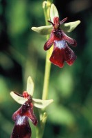 Ophrys insectifera