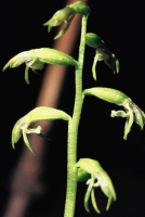 Corallorhiza trifida