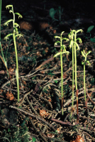 Corallorhiza trifida