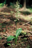 Platanthera bifolia