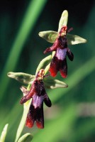 Ophrys insectifera