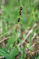 Ophrys insectifera