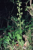 Platanthera chlorantha