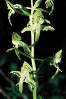 Platanthera chlorantha