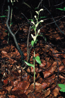 Cephalanthera damasonium