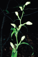 Cephalanthera damasonium