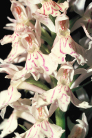 Dactylorhiza fuchsii