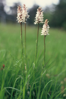 Dactylorhiza fuchsii