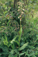 Epipactis palustris