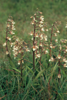 Epipactis palustris