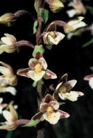 Epipactis palustris