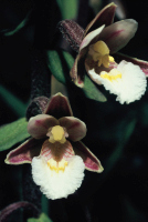 Epipactis palustris