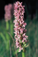 Dactylorhiza incarnata