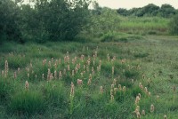 Dactylorhiza incarnata