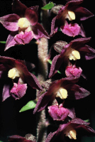 Epipactis atrorubens