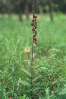 Epipactis atrorubens