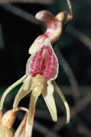 Epipogium aphyllum