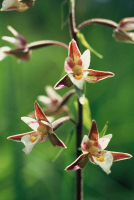 Epipactis palustris