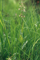 Epipactis palustris