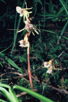 Epipogium aphyllum