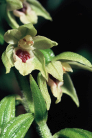 Epipactis muelleri