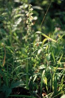 Epipactis muelleri