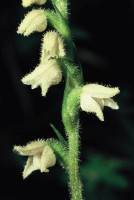 Goodyera repens