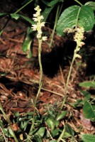 Goodyera repens