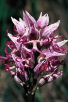 Orchis simia