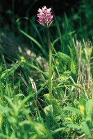 Orchis simia