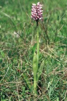 Orchis simia