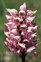 Orchis simia