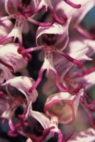 Orchis simia