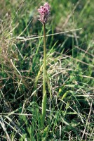 Orchis simia
