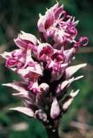 Orchis simia