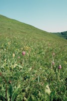 Orchis simia