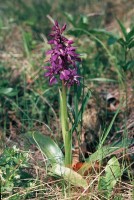 Orchis mascula