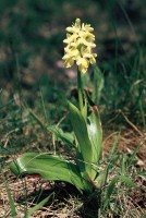 Orchis pallens