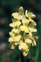 Orchis pallens