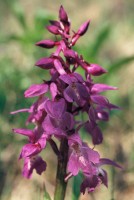 Orchis mascula