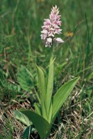 Orchis militaris