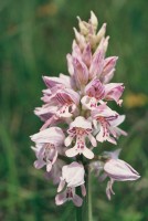 Orchis militaris