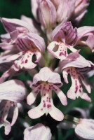 Orchis militaris