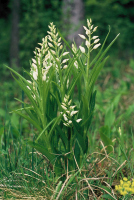 Cephalanthera longifolia