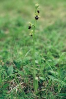 Ophrys sphegodes