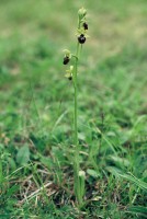 Ophrys sphegodes