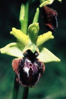 Ophrys sphegodes