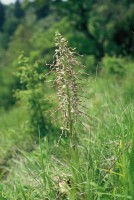 Himantoglossum hircinum