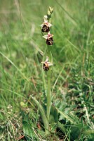 Ophrys holoserica