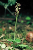 Listera cordata